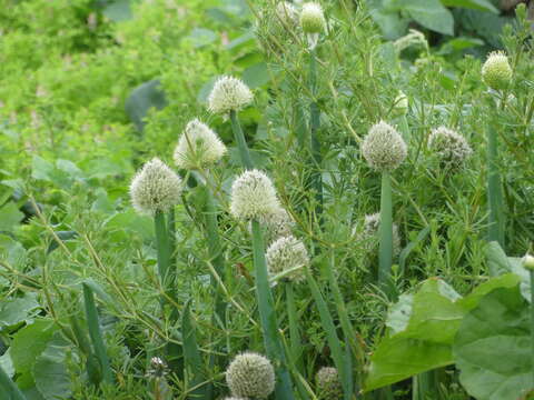 Imagem de Allium fistulosum L.