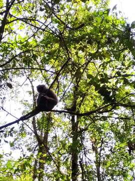 Image of silvery gibbon