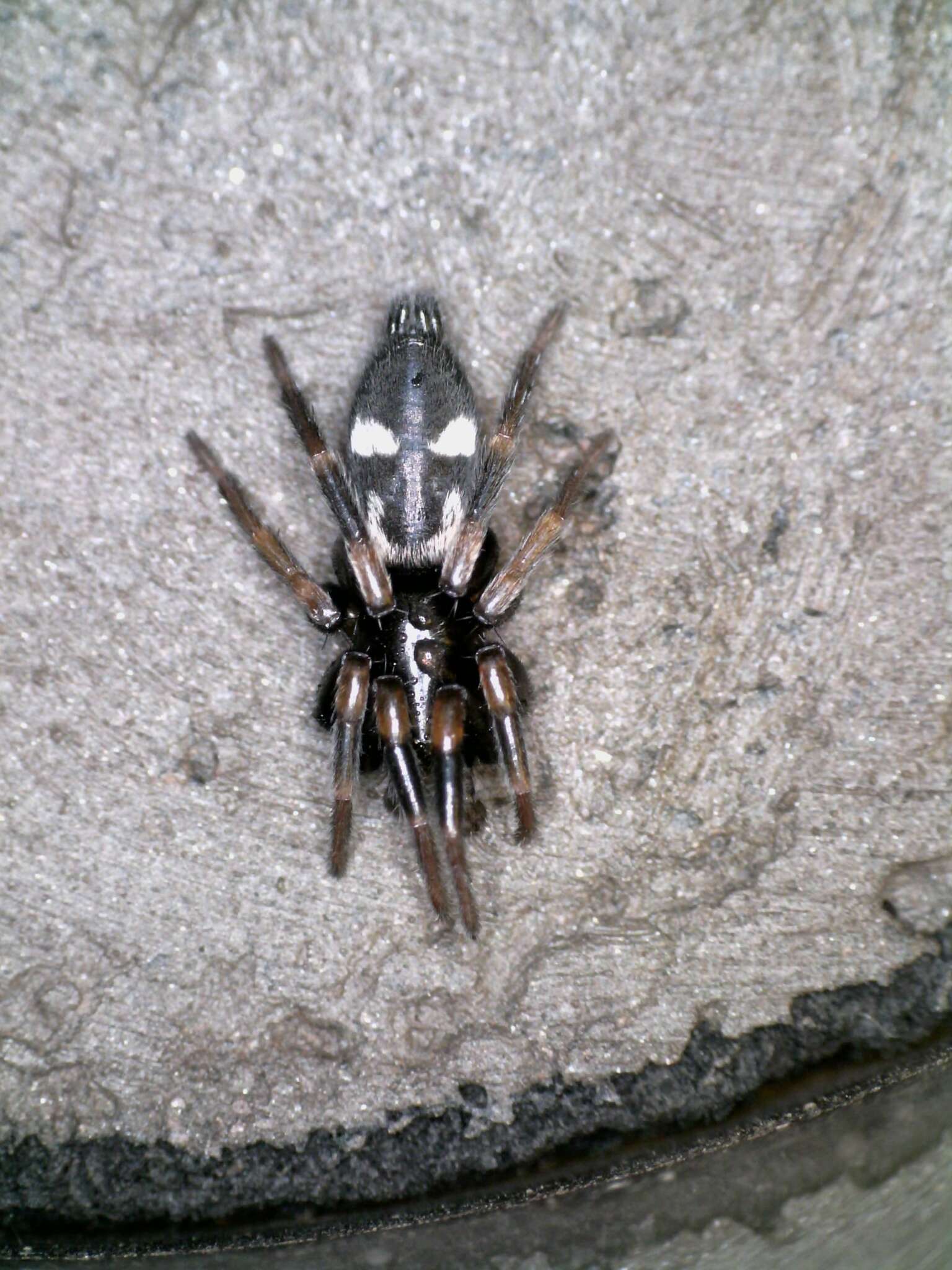 Image of Kishidaia conspicua (L. Koch 1866)