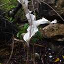 Image of Amorphophallus ankarana Hett., Ittenbach & Bogner