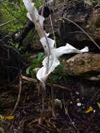 Amorphophallus ankarana Hett., Ittenbach & Bogner resmi