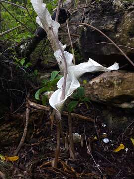 Amorphophallus ankarana Hett., Ittenbach & Bogner resmi