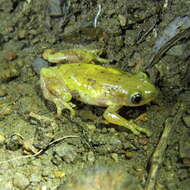Image of Golden Banana Frog