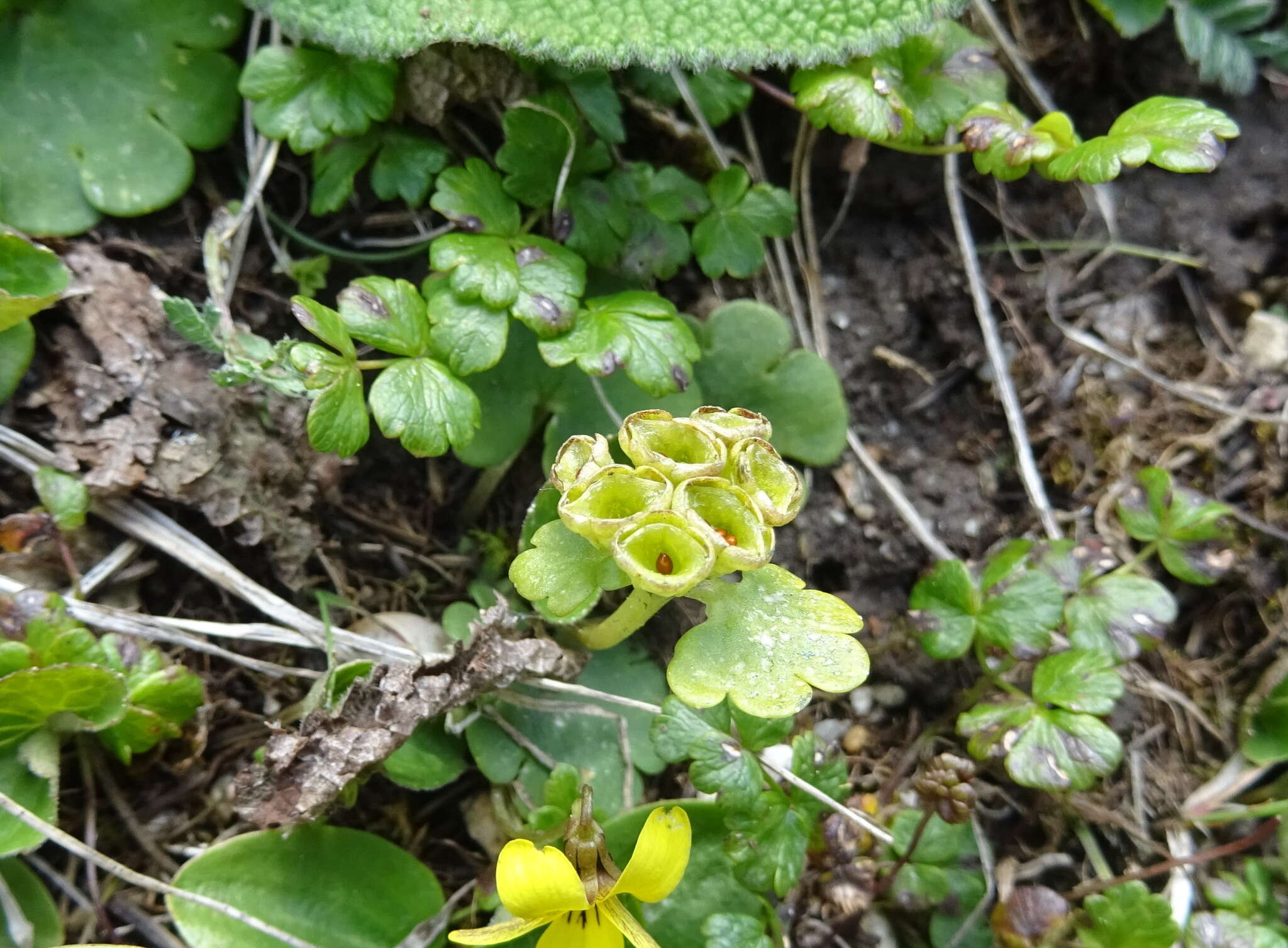 Plancia ëd Chrysosplenium nudicaule Bunge