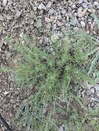 Image of Michaux's wormwood