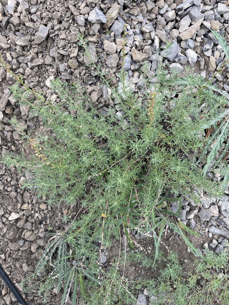 Image of Michaux's wormwood