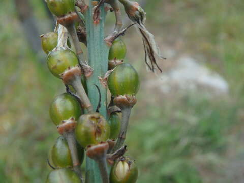 Image of Asphodelus aestivus Brot.