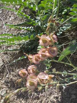 Image of Cynoglossum tetraspis (Pall.) W. Greuter & Burdet