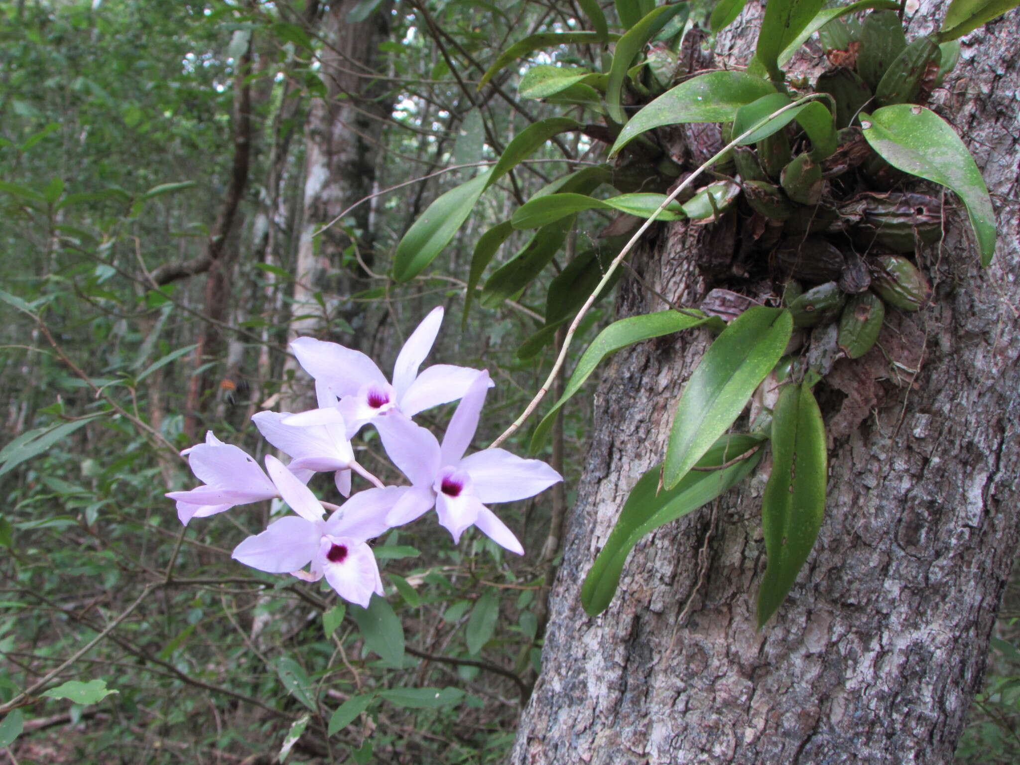 Plancia ëd Laelia rubescens Lindl.