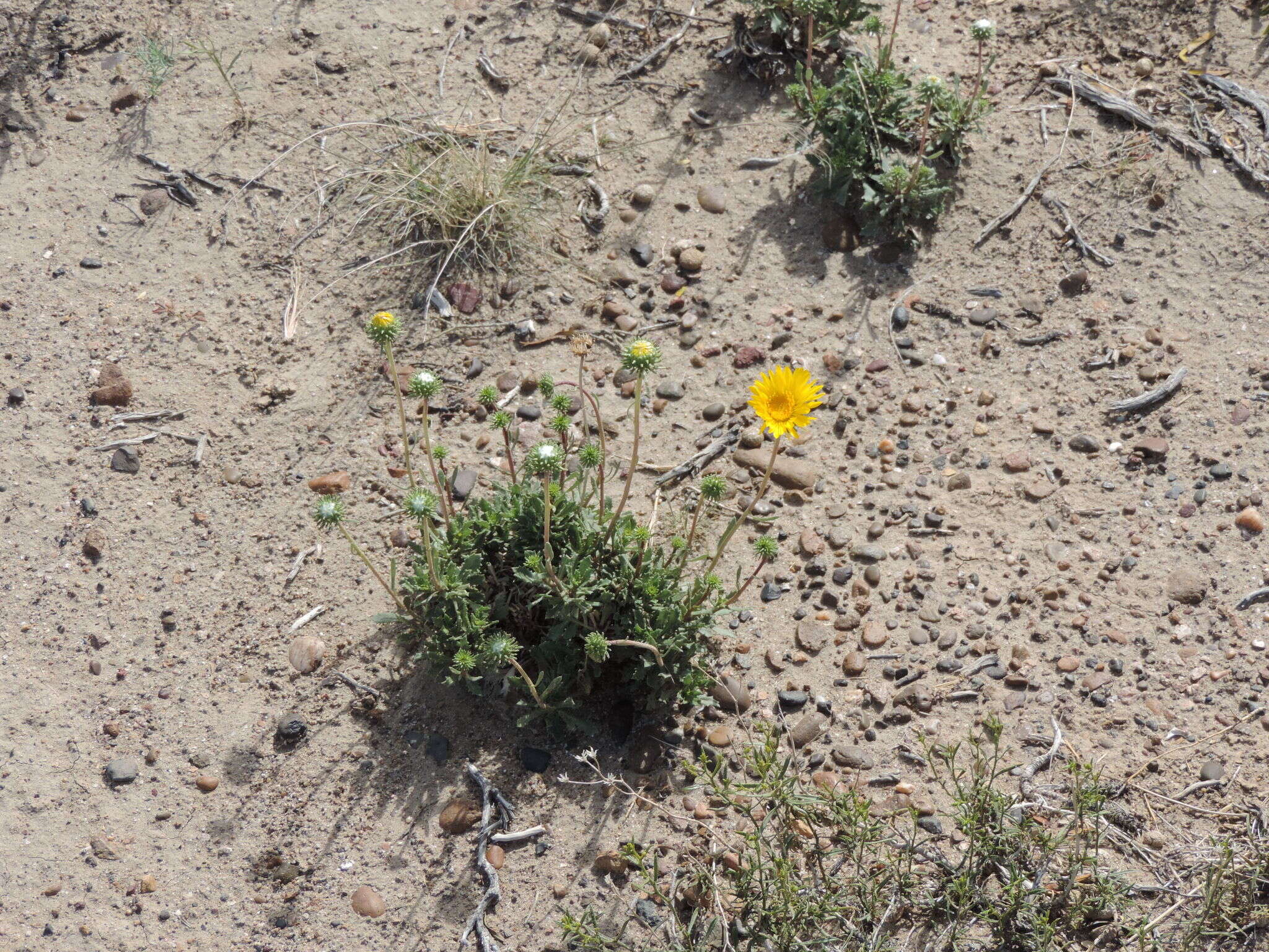 Image of Grindelia patagonica A. Bartoli & R. D. Tortosa