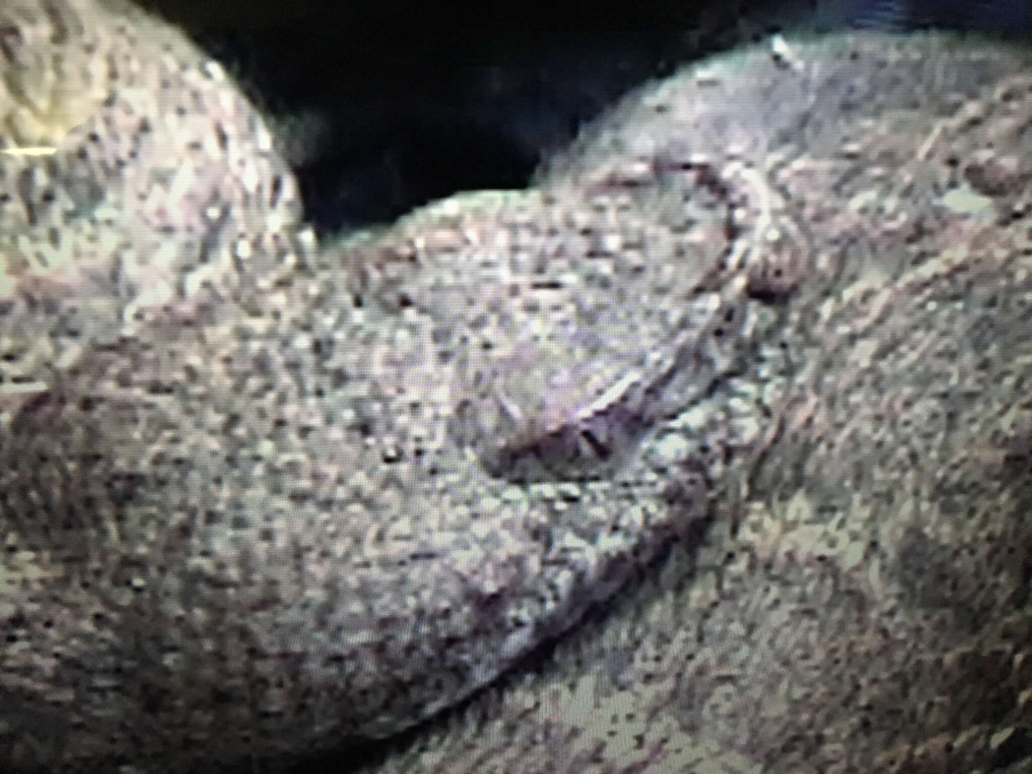 Image of New Mexican ridge-nosed rattlesnake