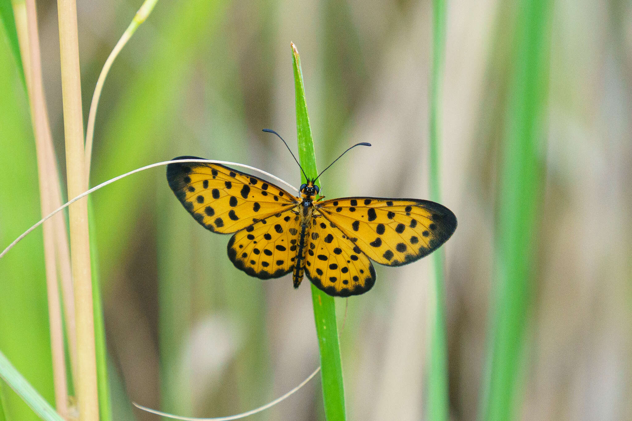 Image of Pardopsis