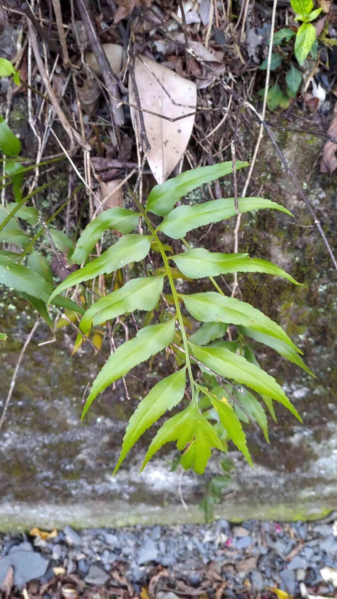 Image of Asplenium falcatum Lam.