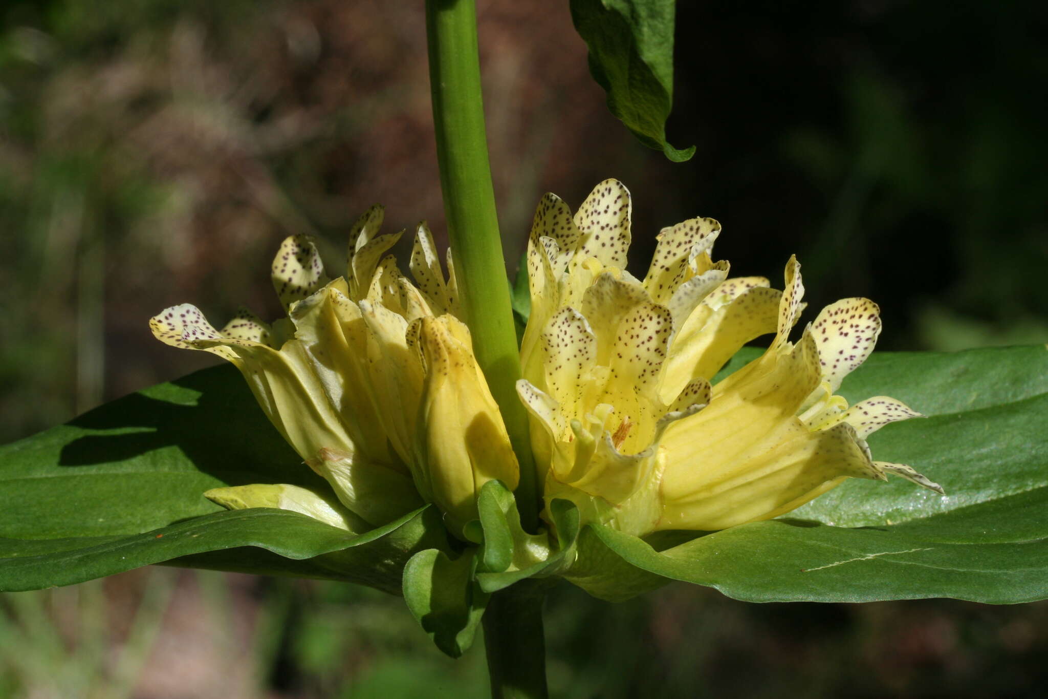 Imagem de Gentiana burseri subsp. villarsii (Griseb.) Rouy