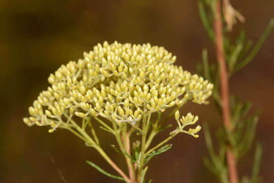 Cassinia diminuta Orchard resmi