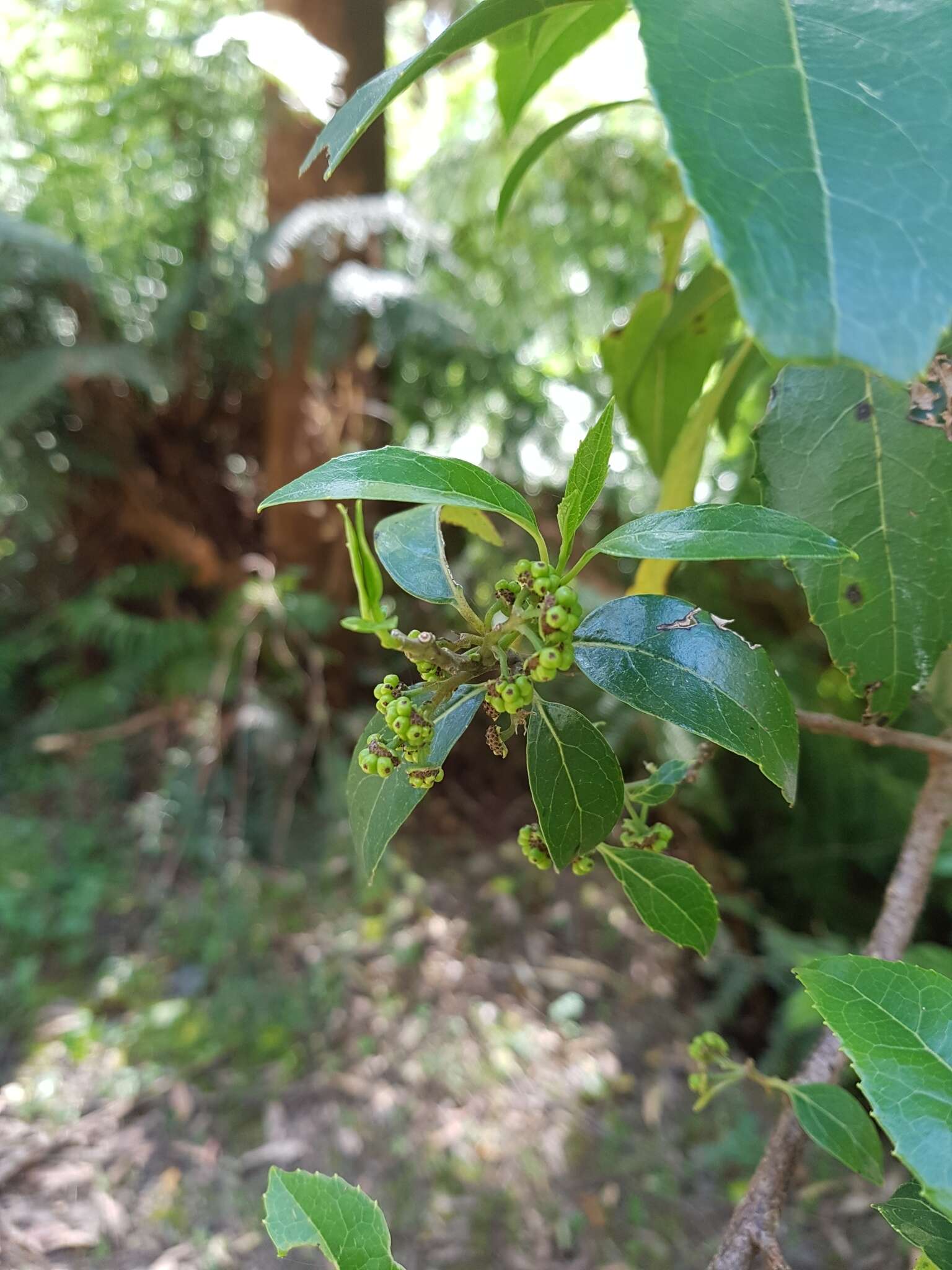 Image of Hedycarya angustifolia A. Cunn.