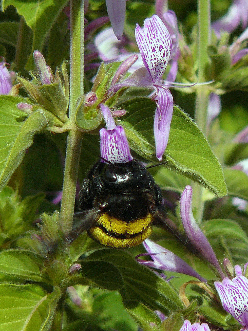 Image of Xylocopa caffra (Linnaeus 1767)