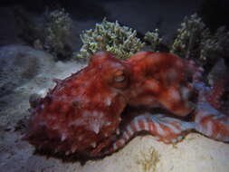 Слика од Callistoctopus dierythraeus (Norman 1993)