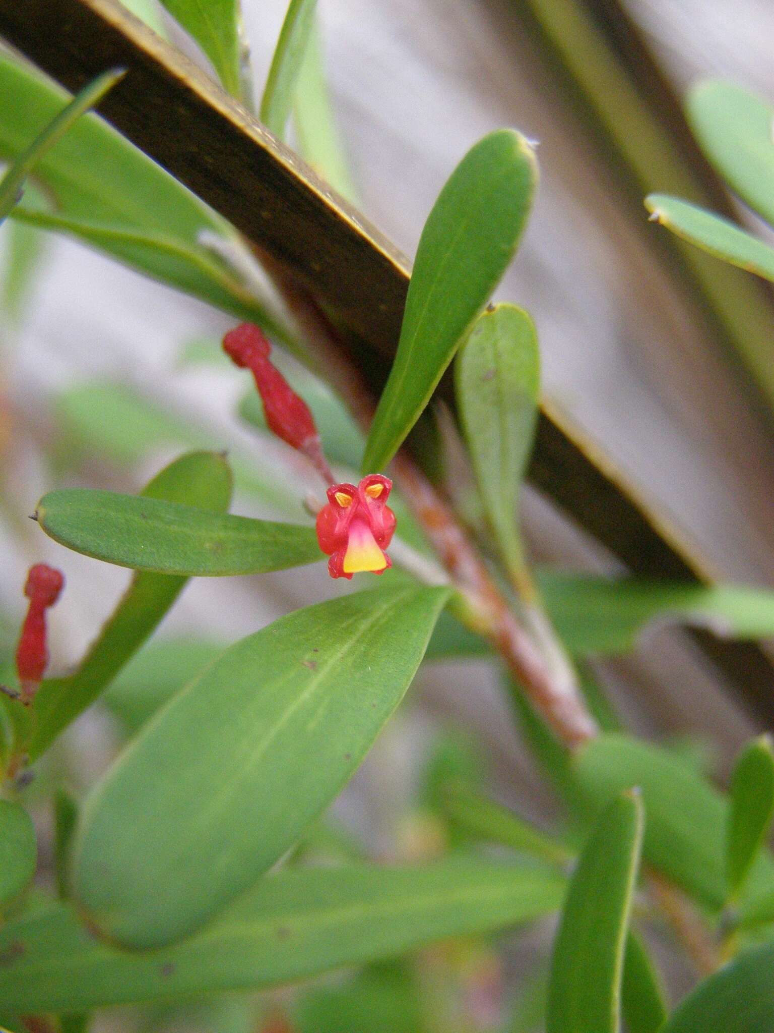 Image of Grevillea pauciflora R. Br.