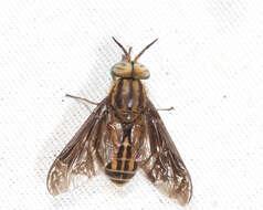 Image of Chrysops aberrans Philip 1941