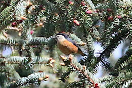 Image of Przevalski's Nuthatch