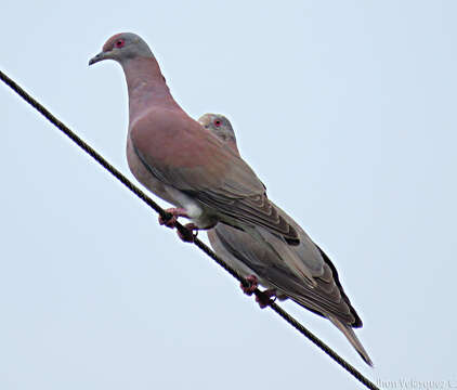 صورة Patagioenas cayennensis (Bonnaterre 1792)