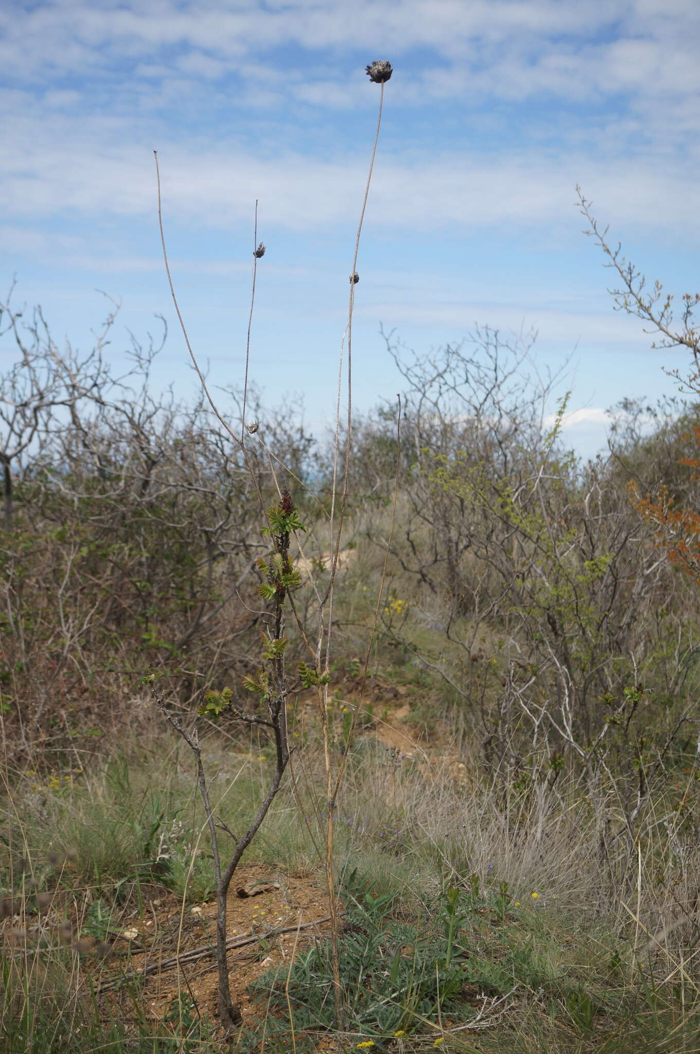 Plancia ëd Rhaponticoides taliewii (Kleopow) M. V. Agab. & Greuter