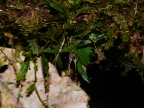 Image of forest bonnet orchid