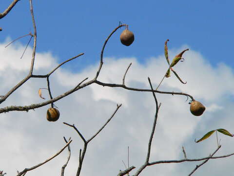 صورة Aesculus glabra var. arguta (Raf.) B. L. Robins.