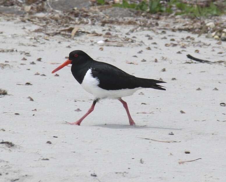 Image of Australian Pied Oystercatcher