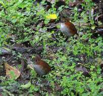 Image of White-bellied Antpitta