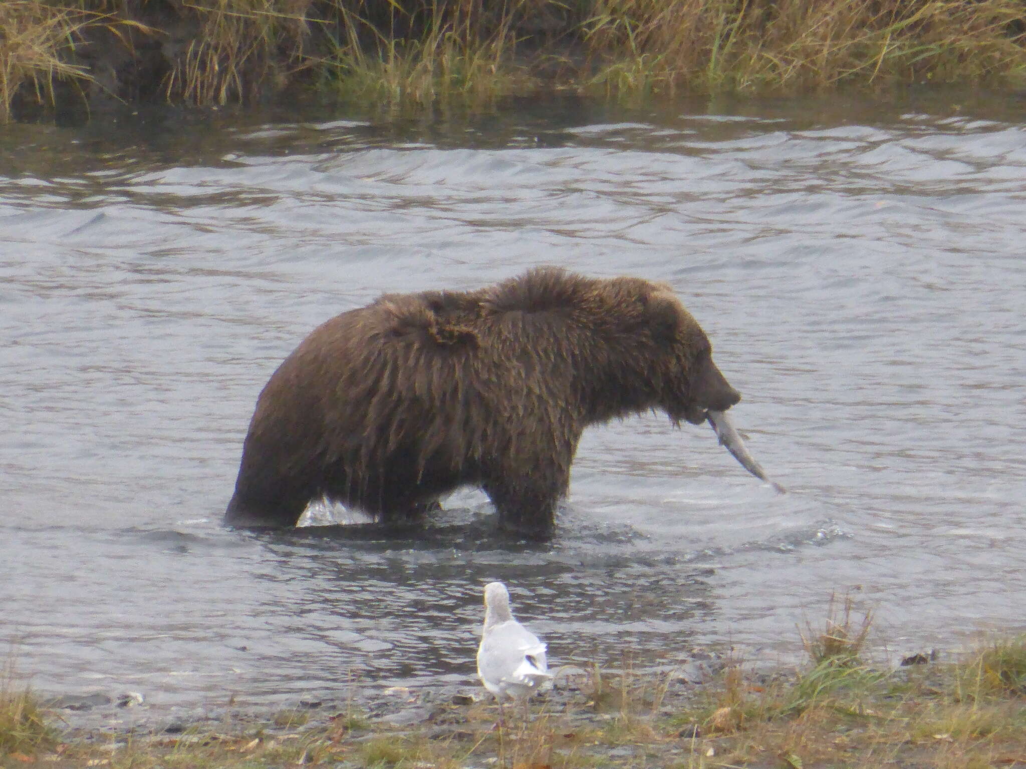 Image of Ursus arctos middendorffi Merriam 1896