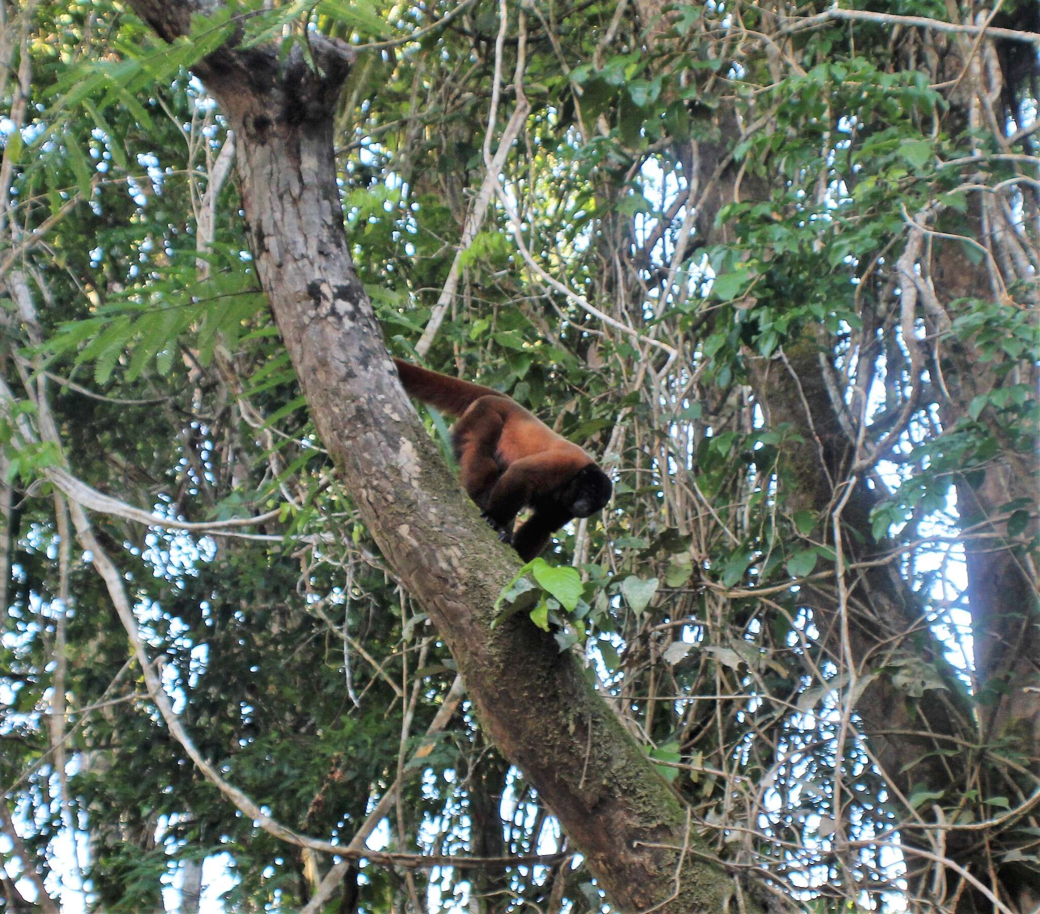 Image of Poeppig's Woolly Monkey