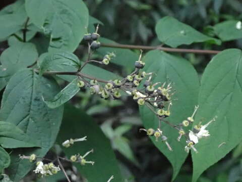 Image of Deutzia taiwanensis (Maxim.) C. K. Schneid.