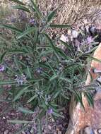 Слика од Solanum nitidum Ruiz & Pav.