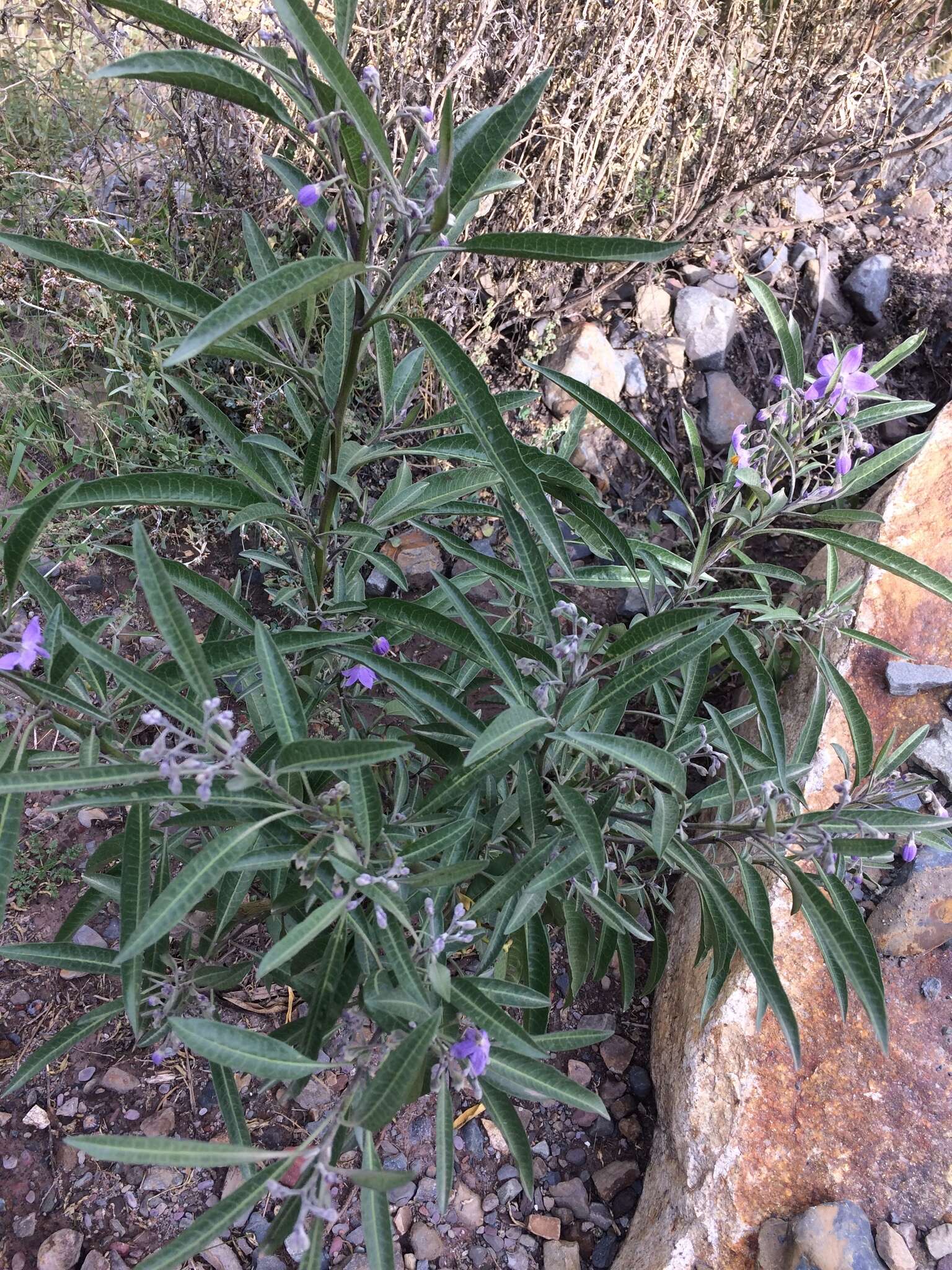 Image of Solanum nitidum Ruiz & Pav.