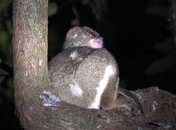 Image of Masoala Woolly Lemur