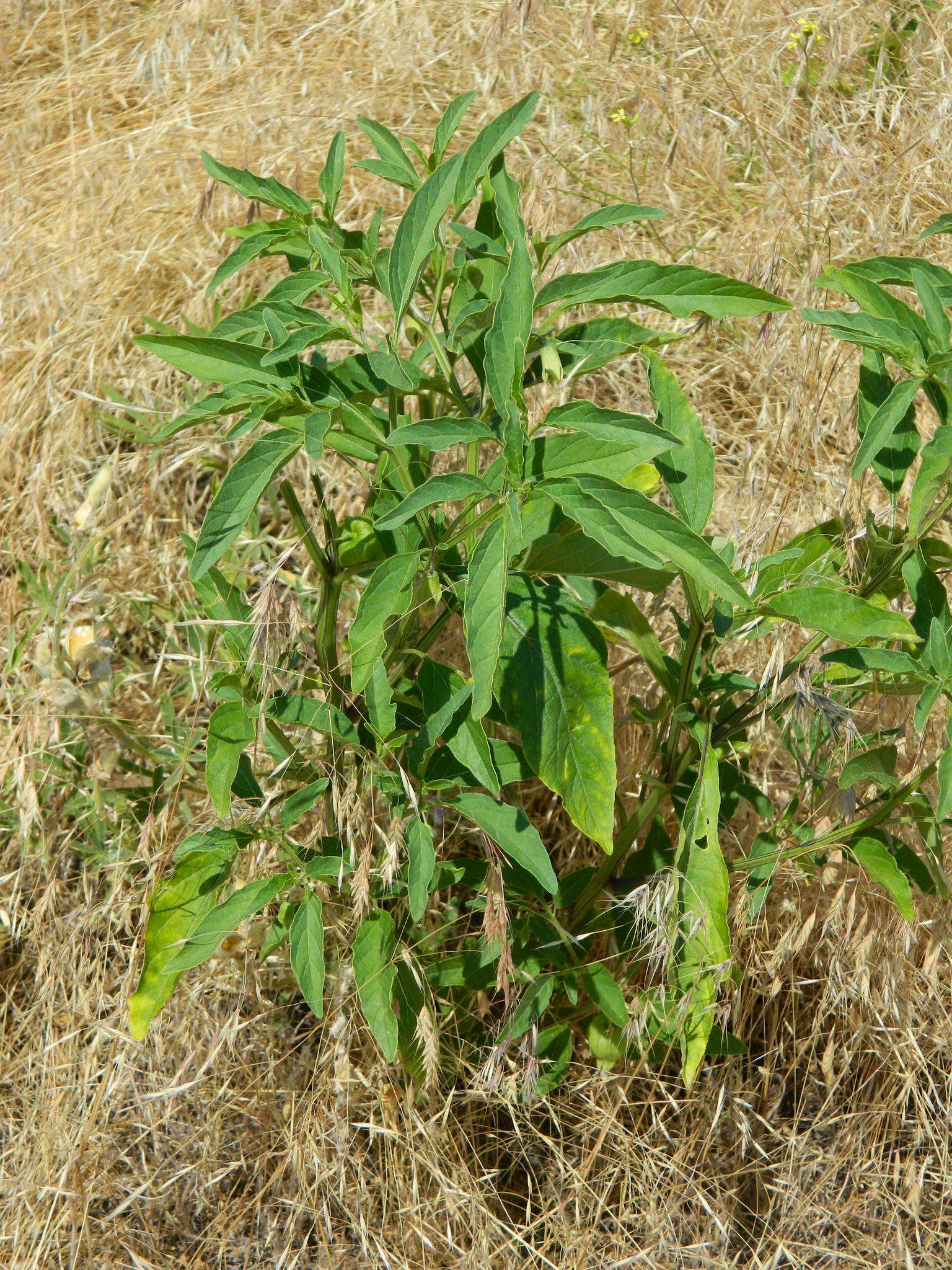 Image of <i>Physalis <i>longifolia</i></i> var. longifolia