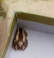 Image of Brown Banana Frog