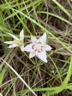 Image de Calochortus lyallii Baker