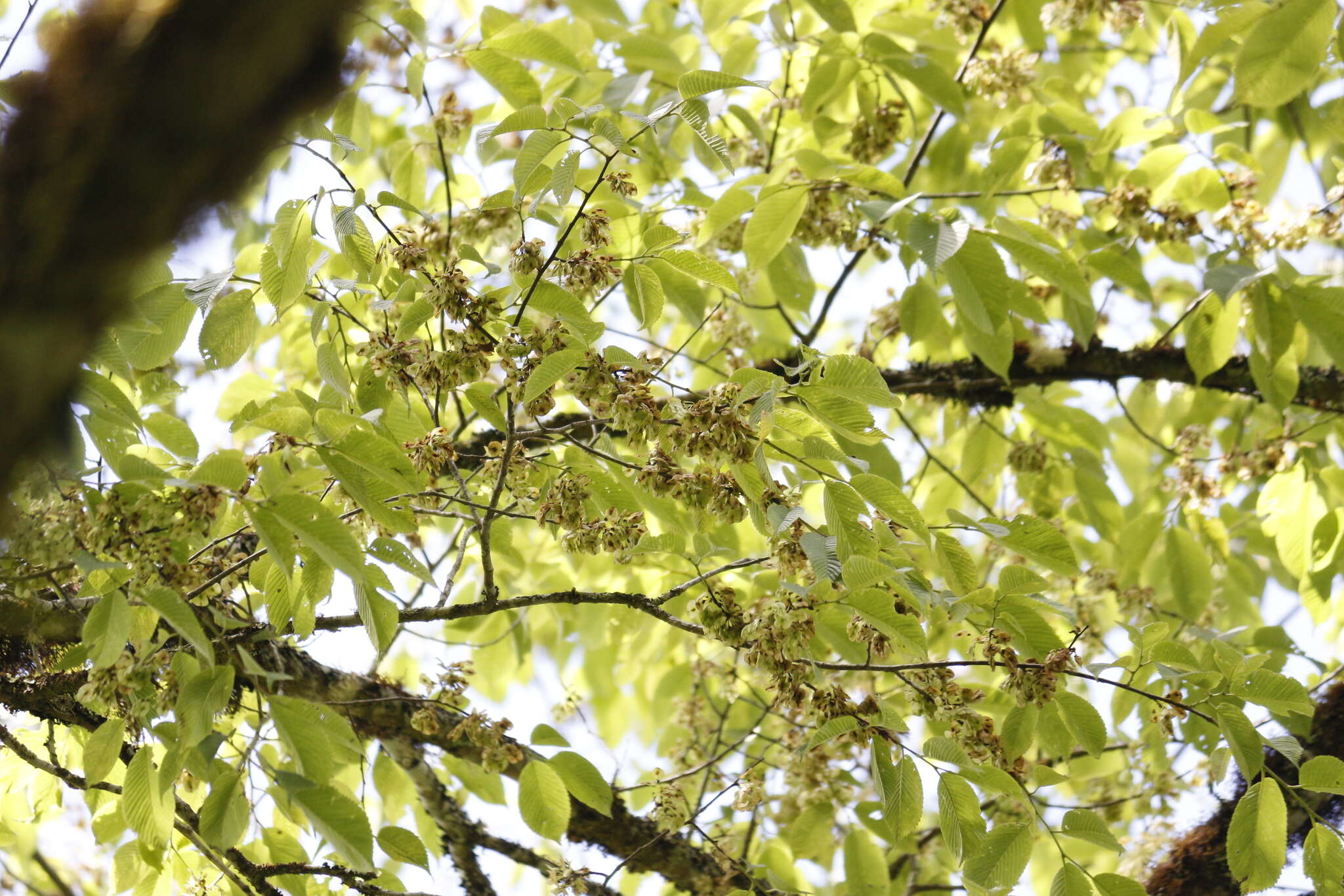 Image of Ulmus uyematsui Hayata