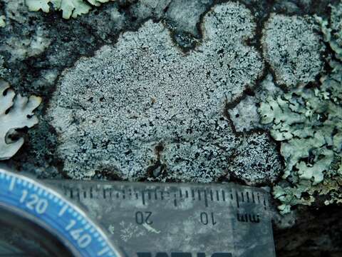 Image of disc lichen