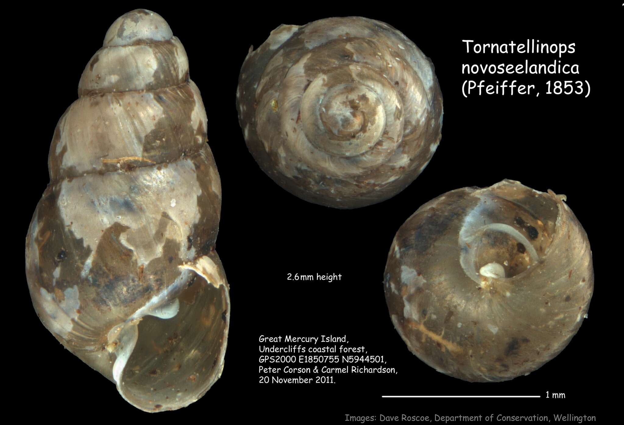 Imagem de Tornatellinops novoseelandicus (Küster 1852)