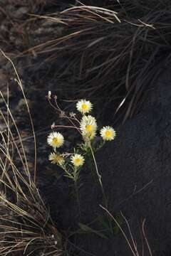 Image of Monkey-tail everlasting