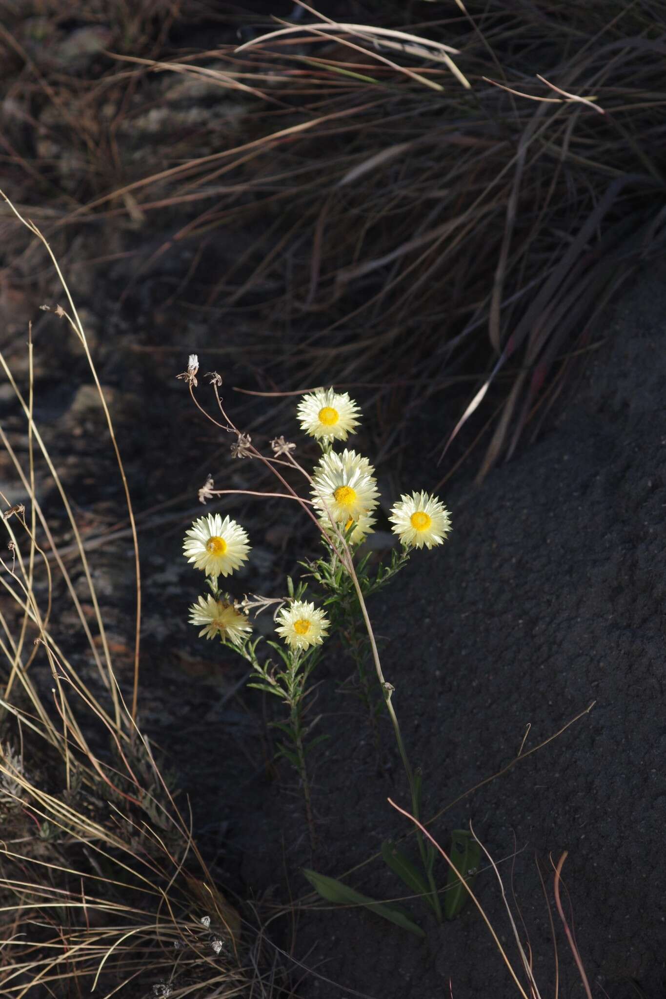 Слика од Helichrysum herbaceum (Andr.) Sw.