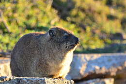 Image of Procavia capensis capensis (Pallas 1766)