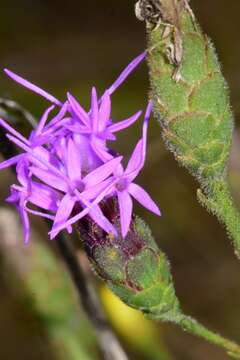 Image of branched blazing star