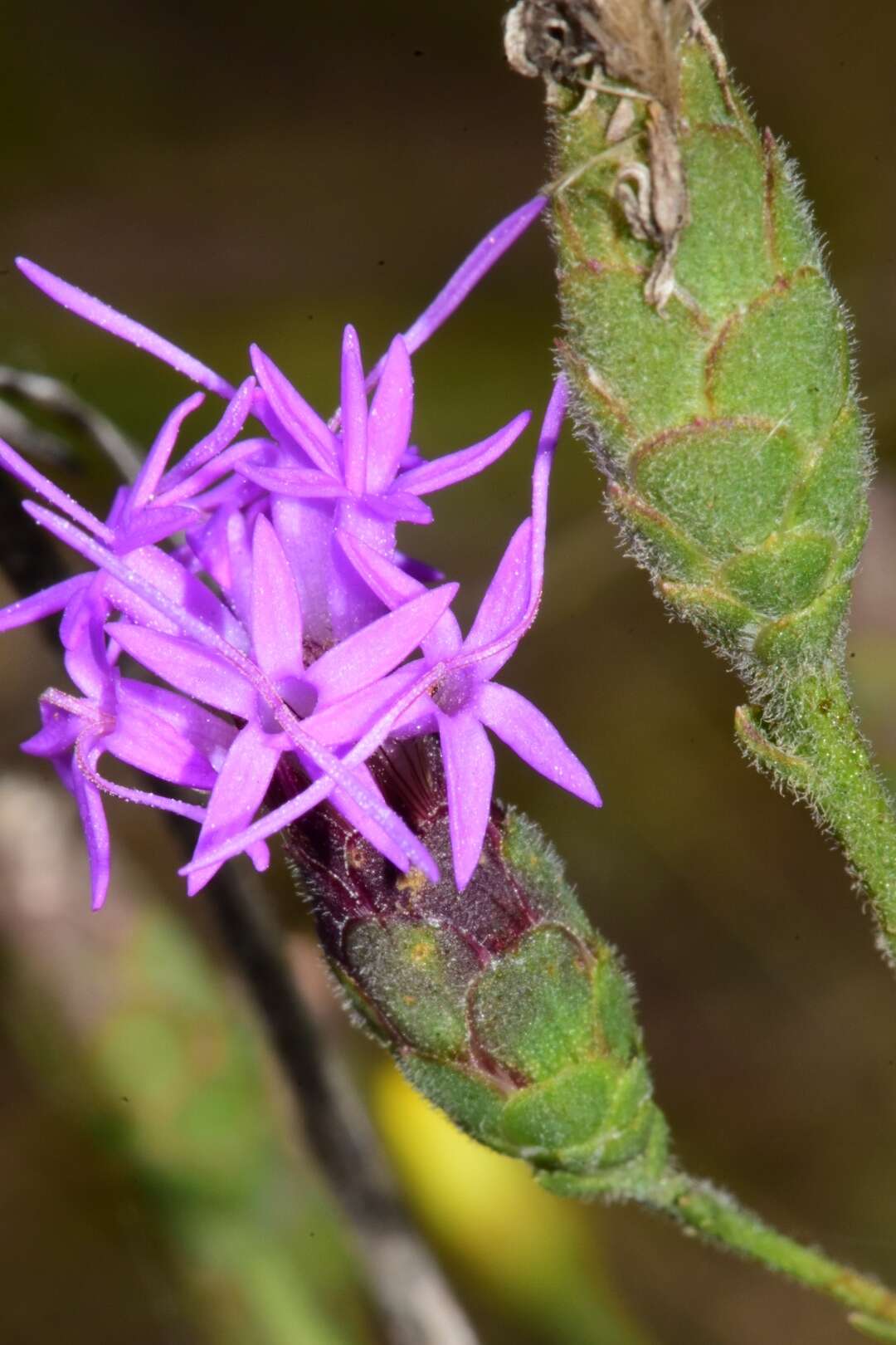 Image of branched blazing star