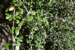 Image of Olearia fimbriata M. Heads