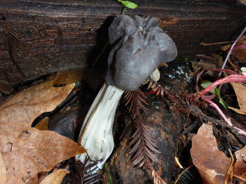 Image of Helvella vespertina N. H. Nguyen & Vellinga 2013